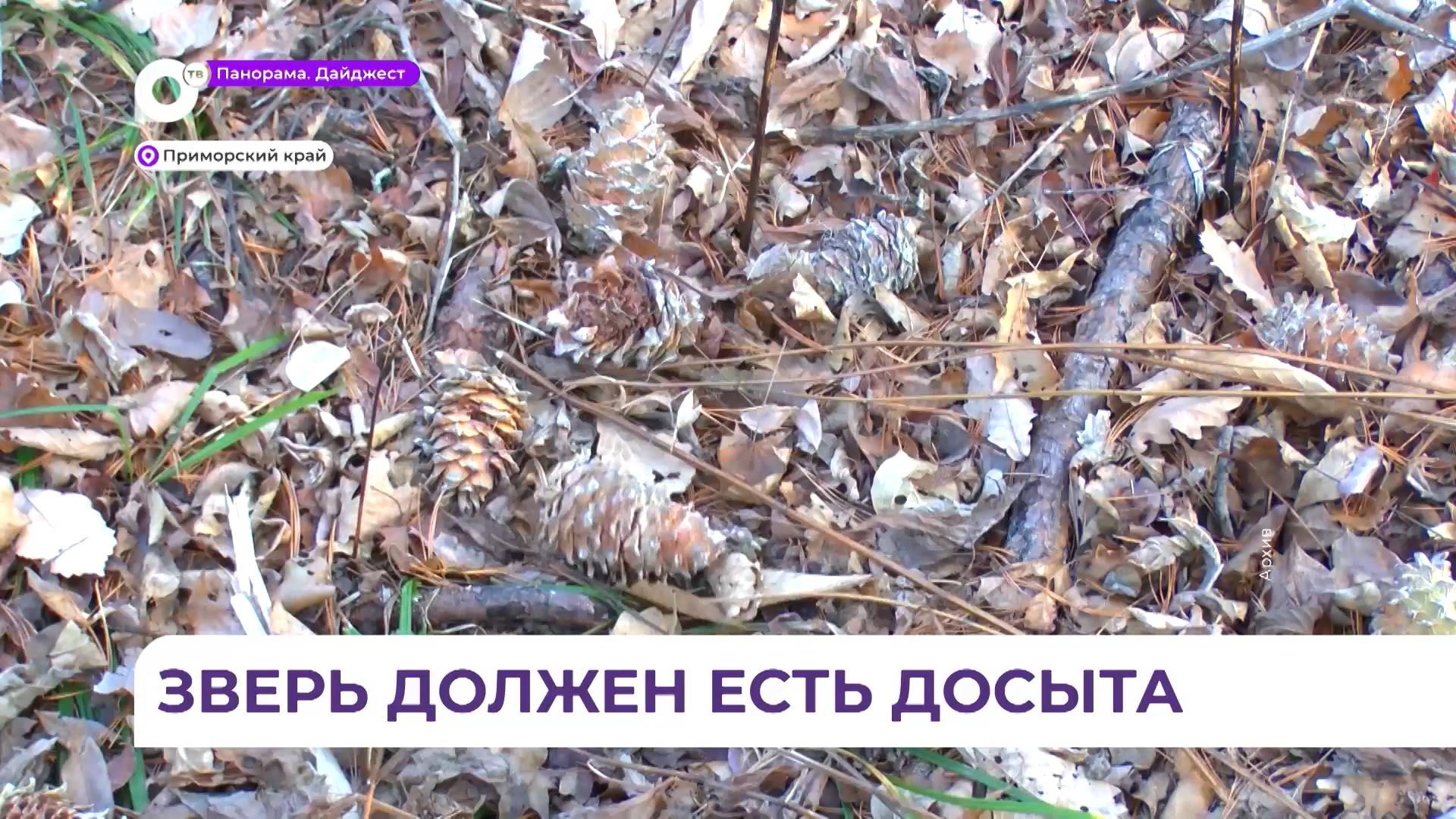 Территории и объёмы заготовки кедрового ореха определят в Приморье на законодательном уровне