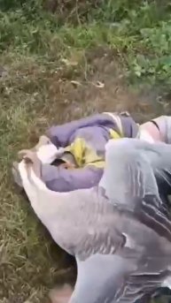 Почему не стоит шутить с гусем