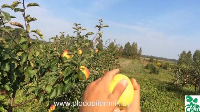 Яблоня сорт Голден Владимирский