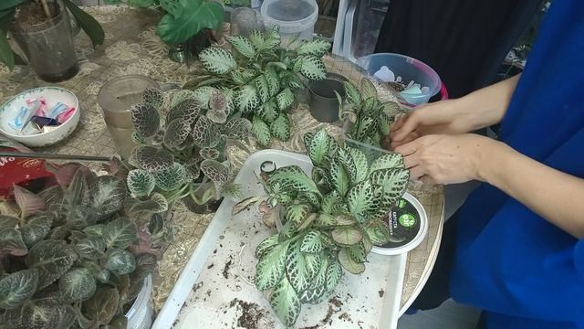 Эписция. Укоренение и посадка.