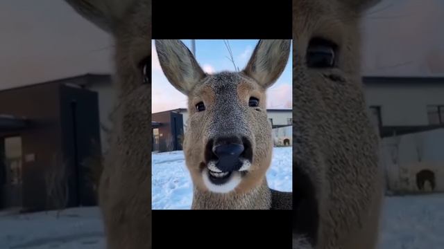 СИБИРСКАЯ КОСУЛЯ.mp4