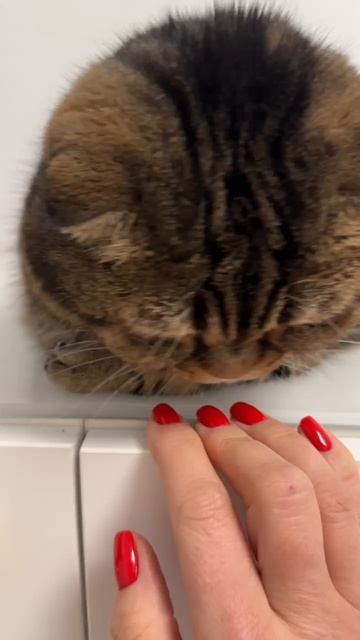 ЧЕССИ🐯ЛЮБИМОЕ МЕСТО 🧩КОМОД