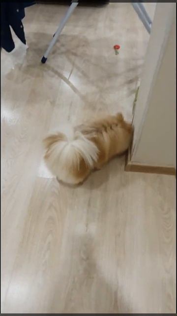 Шпиц играет в прятки с котом