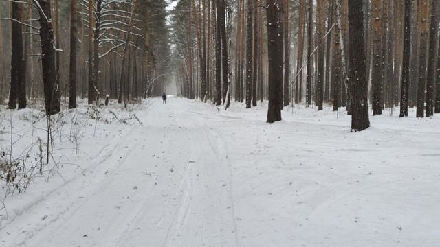 На нас напали собаки в Тюмени