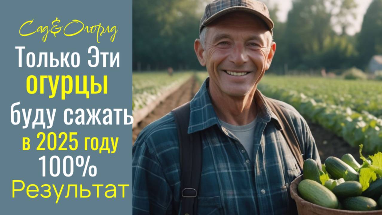 ТОЛЬКО ЭТИ  ОГУРЦЫ ПОСАЖУ в 2025 году, Урожай собираю ведрами, не болеют!