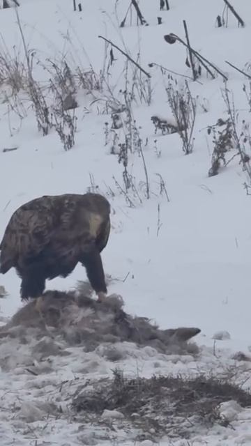 Шарлыкский район просто Орлан-белохвост обедает лисичкой…