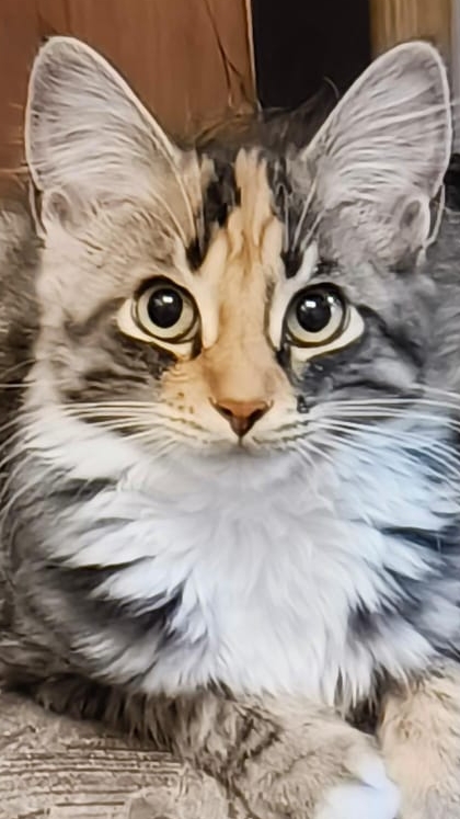 🐱 ест 🍦кошка кушает