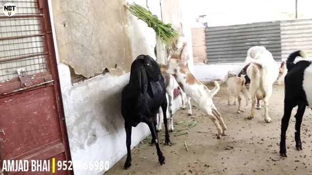 Giant Size Sojat Family Biggest Breeder & Big Female At Amjad Goat's Jaipur