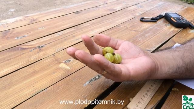 Крыжовник сорт Яровой
