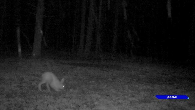 В России сегодня празднуют День белого зайца