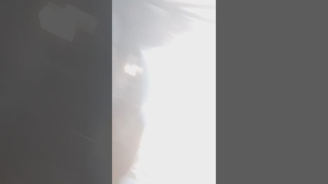 20210904_175300.mp4