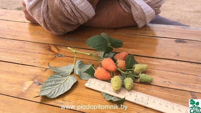 Малина сорт ОРАНЖЕВОЕ ЧУДО.