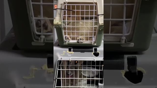 YouCut_20250124_160436271.mp4