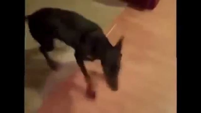 Собака собирается на дачу 😂😂