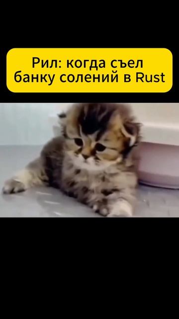 Rust банка солений #rust