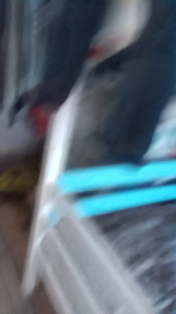 милый котик