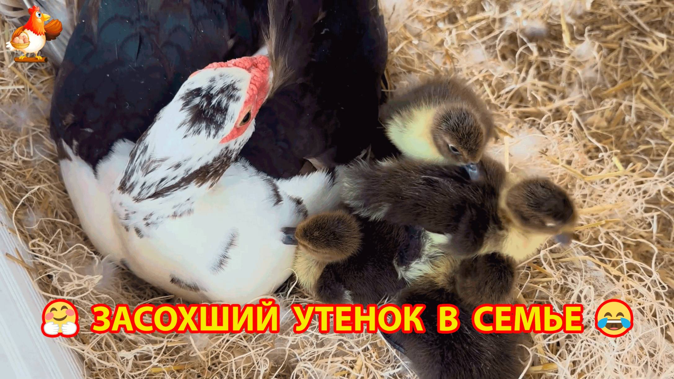 Засохший утенок с братьями 🤗 Утка не хочет водить утят и тупо сидит на пустом гнезде ❣️🤣😂