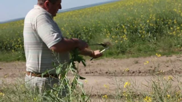 Проверка эффекта БАТ на рапсе