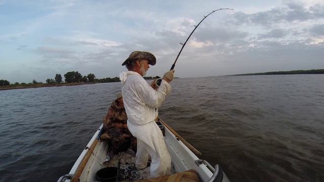 Сом под квоком на живую краснопёрку. Волга Отчет Юрия Философа