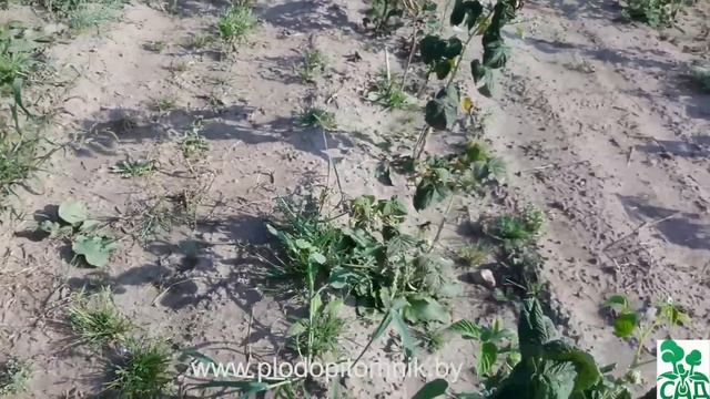 Малина ремонтантная сорт Оранжевое чудо