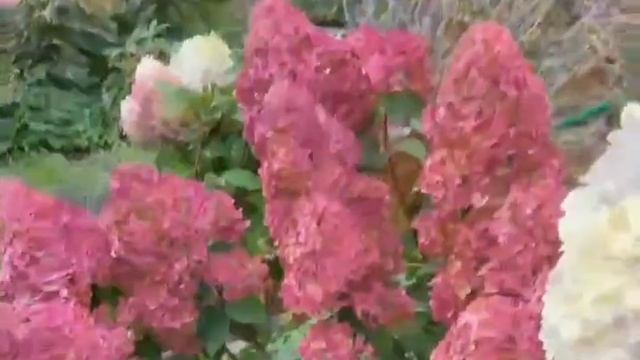 clip159730141_456239129~2.mp4