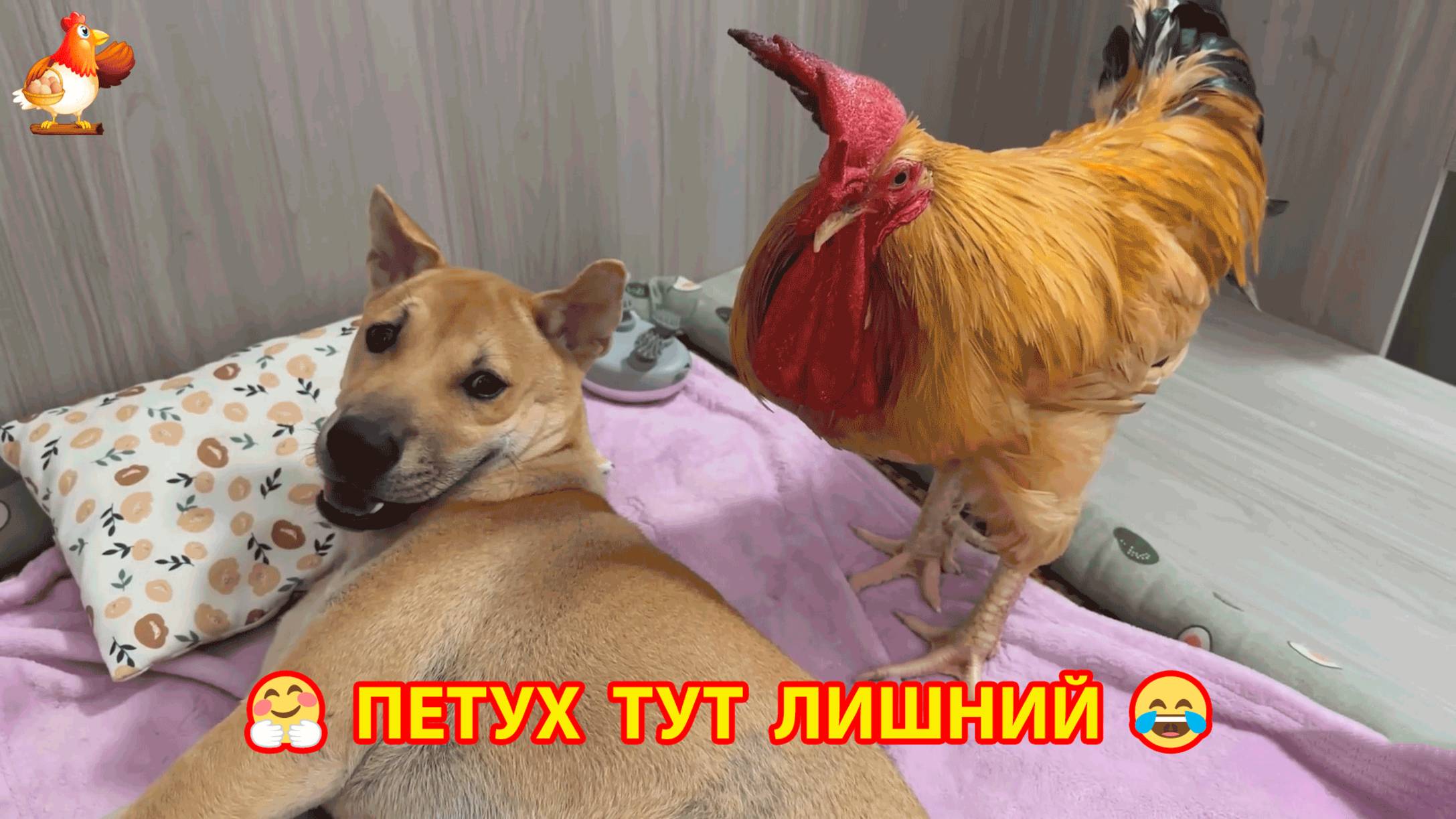 Борьба Петуха и Песика за лежаночку ❣️🤗🥰