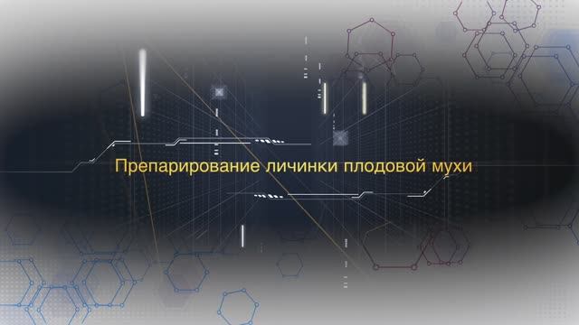 Препарирование личинки плодовой мухи