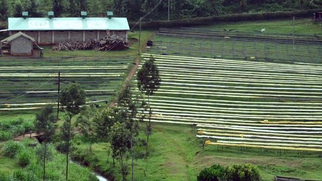 Campos Coffee - The Tchakakani Project, Kenya