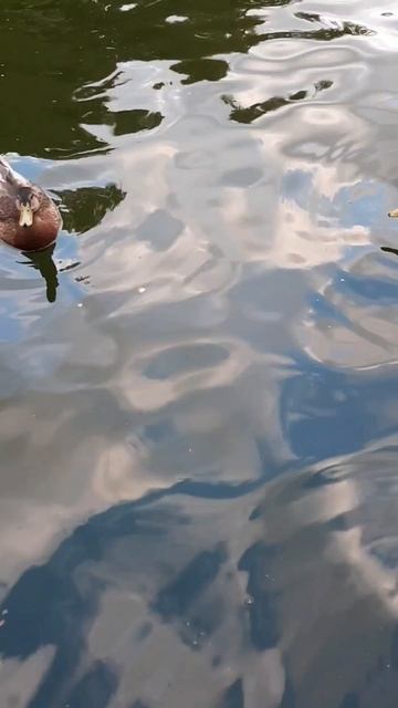 Кусочек лета. Парк Горького. Утки. #shorts