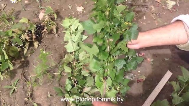 Лучшие сорта смородины чёрной: Добрыня, Ядрёная, Селеченская-2, Экзотика.