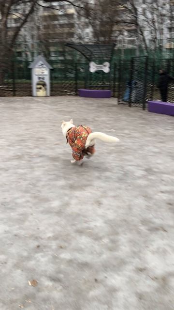 Собачья площадка,ревность