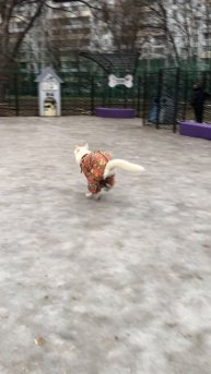 Собачья площадка,ревность