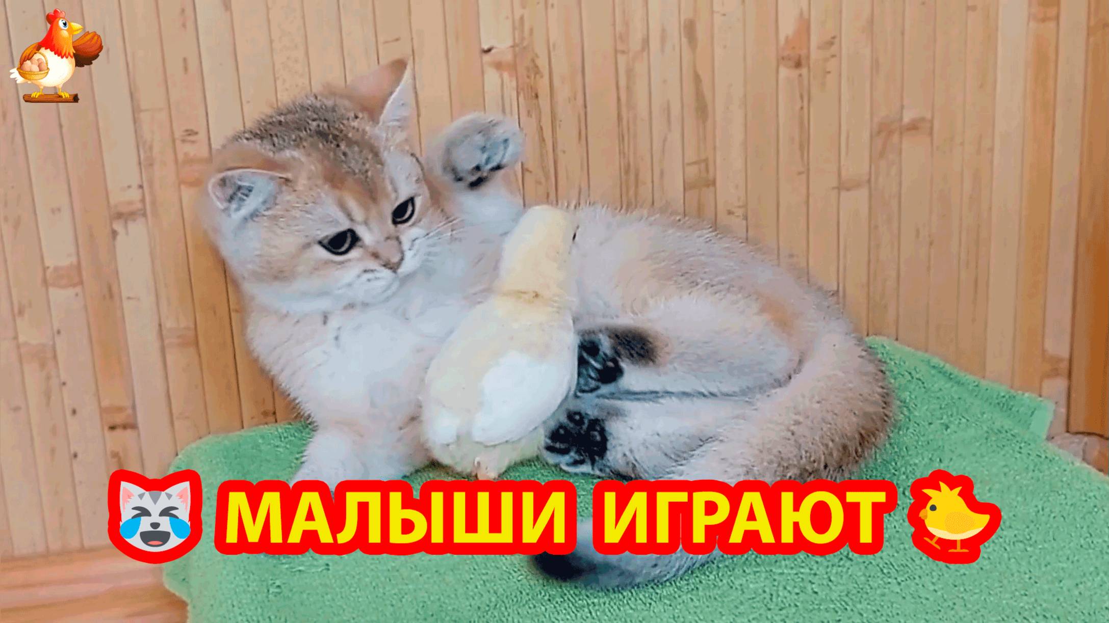 Цыплята и котята ❣️🤗🥰