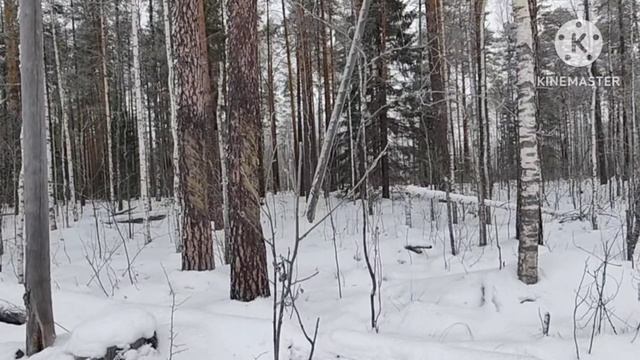 Ногозахваты в родной деревне, удачная проверка капканов,волки съели глухаря, лось в кадре.