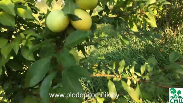 Алыча сорт СОЛНЫШКО