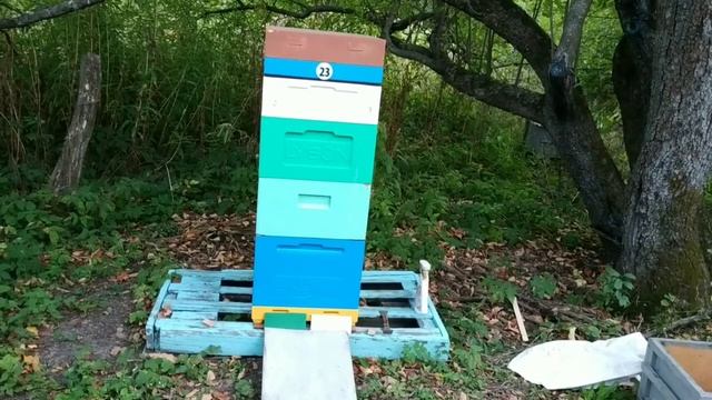 ЭКСПЕРИМЕНТ СО СДВОЕННЫМИ ПЯТИРАМОЧНЫМИ НУКЛЕУСАМИ