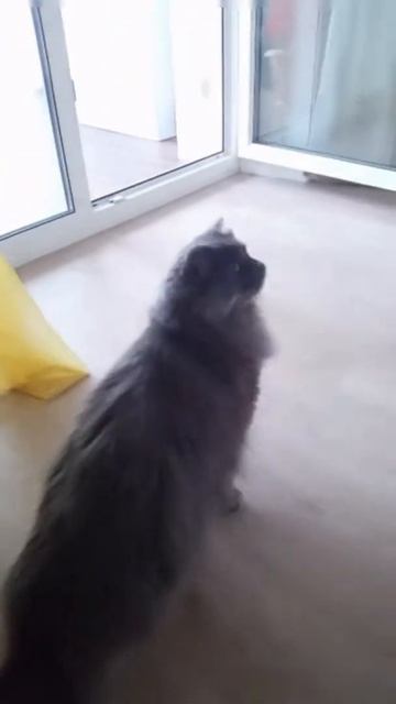 Кот напугался лая шпица