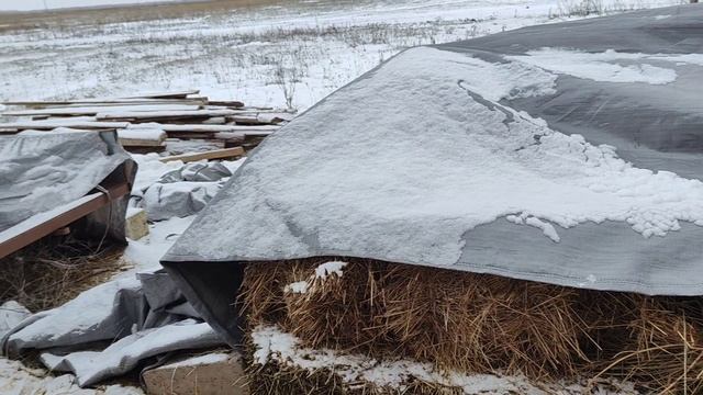 Жизнь в русской деревне/Овцеводство/Обзор нашей овчарни/Отпуск Алексея Николаевича