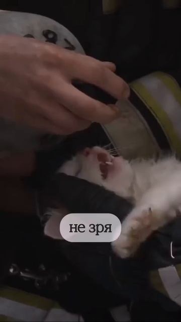 Мы в ВК https://vk.com/life_of_cats