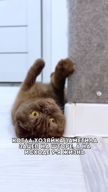 Проделки кота #питомцы #котики
