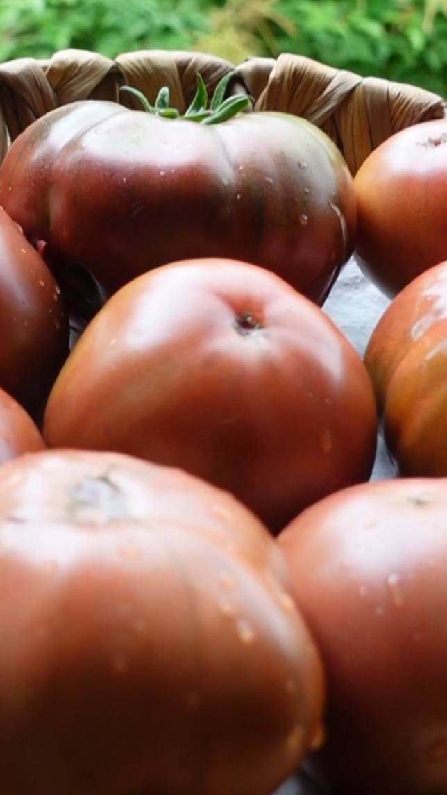 🍅Томат ДИКИЙ КАРТОФЕЛЬНЫЙ ЛИСТ! интернет-магазин: www.green-ogorod.ru #shorts #томаты #советы