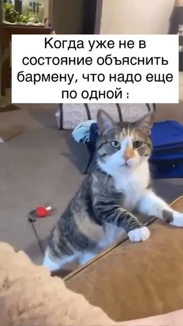 Человек! Человеееек!😹