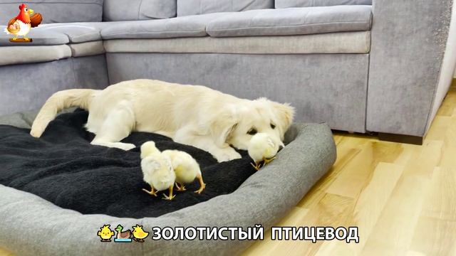 Щенок с цыплятами и утятами 🐤🦆🐶 Золотистый ретривер птицевод ❣️🥰😂 (5)