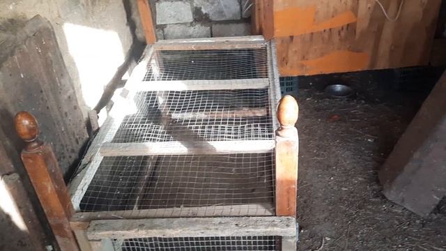 Скотину отправили на летнее пастбище/продаю цыплят #куры #коровы #хозяйство
