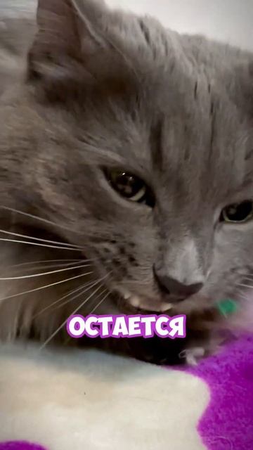 Коты от нее дуреют! #cats #игрушкидлякошек #top