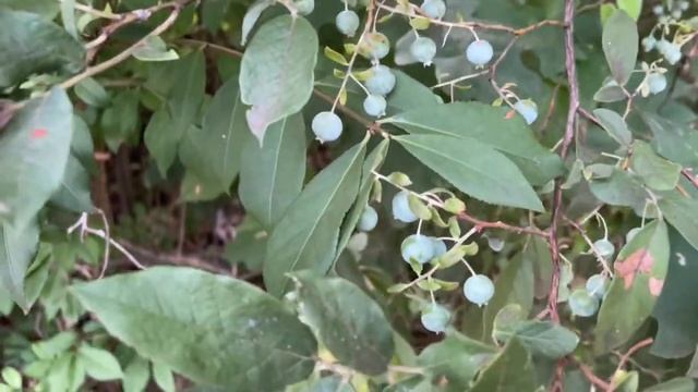Garden Update | How to handle squash bugs | experiments