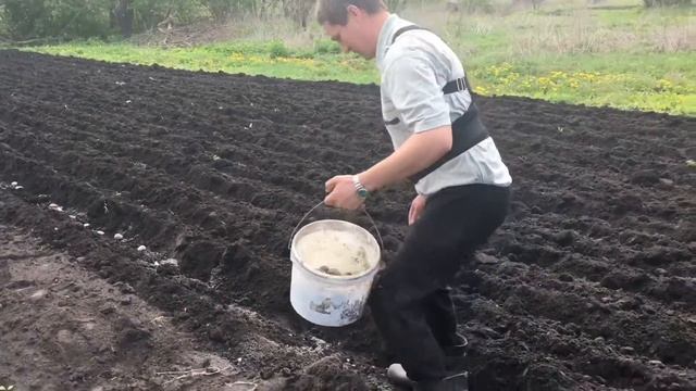 Сажаем картошку под лошадь