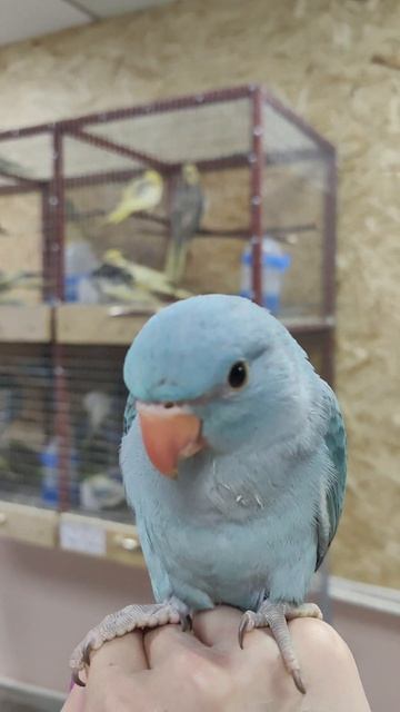 Утренняя прогулка наших выкормышей #shortvideo #shorts #shortsvideo #выкормыши #ожереловыйпопугай