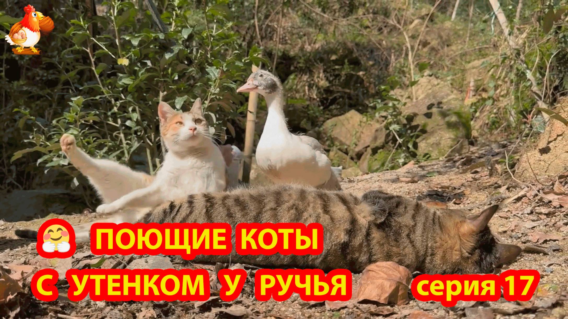 Крутые коты у птичьего двора серия 17 🐈🐈⬛😹 Природа Абхазии и подворье с птицами и животными ❣️