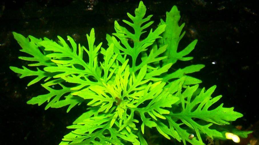 Гигрофила Синема - Hygrophila difformis